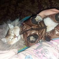 Кисячка😻😻