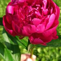 🌸Анастасия🌸