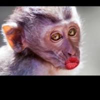 Фанки Манки