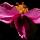 paeonia