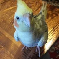 Марина
