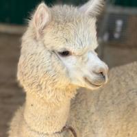 🅓 🅙 🅐 🅓 🅙 🅐