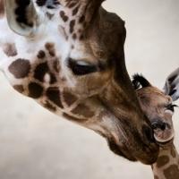 mother of giraffes