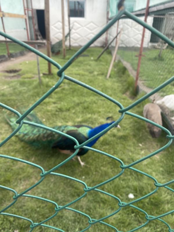 post image 5