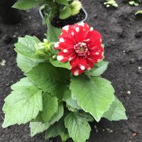 Марина 