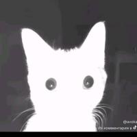 Кротега Сирея