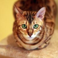 Марина