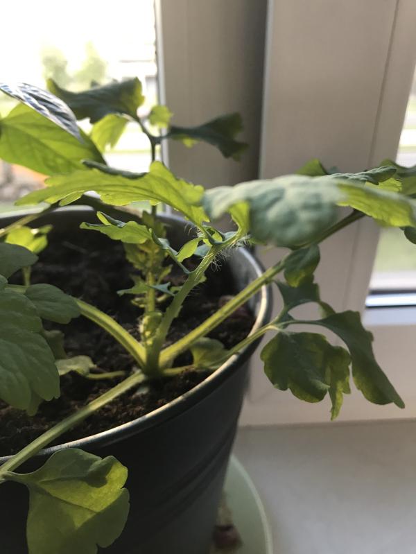 post image 4