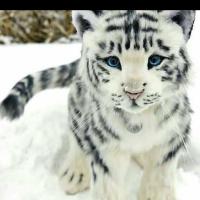 ❄Рамзия❄