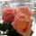 mariya_m