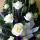 mehri_