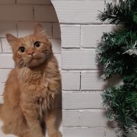 Олеся Шевнина