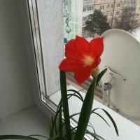Мама Дочки 