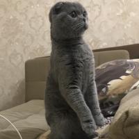 Ася