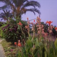 Nazeka