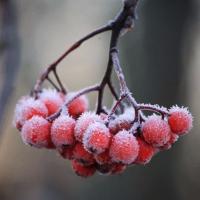 Галина