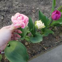 Ксения