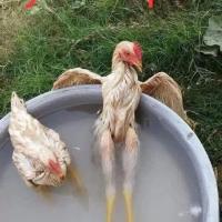 Снежана