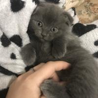 Катя