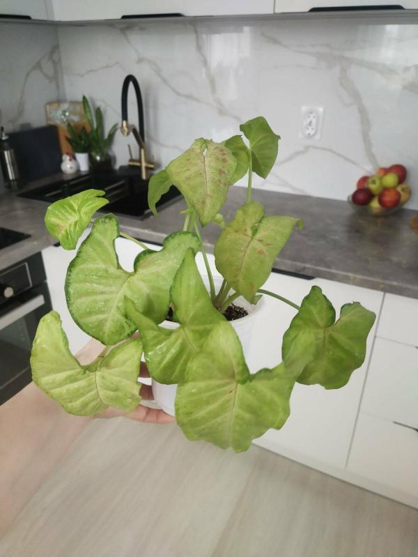 post image 4