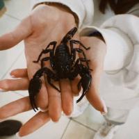 Уля