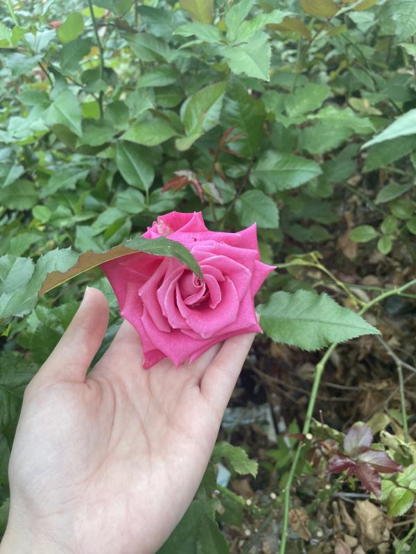 post image 5