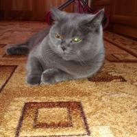 Анна Кузнецова