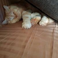 Крошка Молли