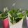 balu_flowers_event