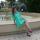 darya.deniskina