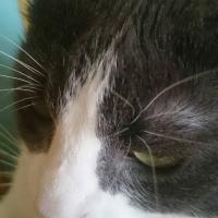 moli