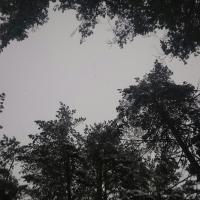 Василия