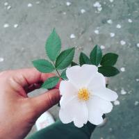 Бакуля