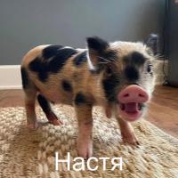Анастасия