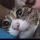 mmitten