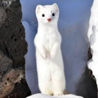 Катя