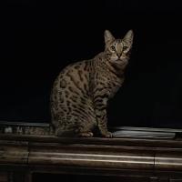 Ик