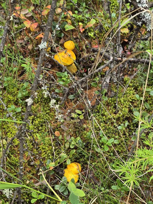 post image 4