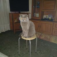 Алина