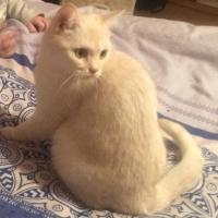 Светланка