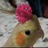 Кротега Сирея