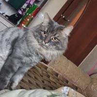 Ника