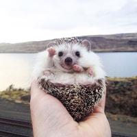 Фидашка