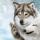 whitewolf