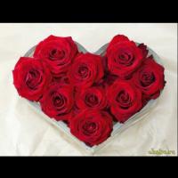 🌹🌹🌹🌹🌹