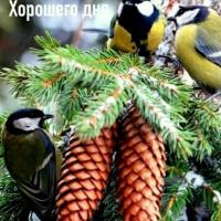 Карина