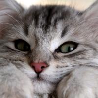 Катя