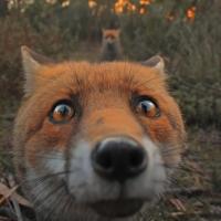 не аптекарь🤫