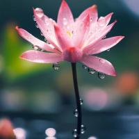 Ая🌸