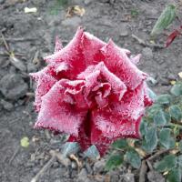 Катерина